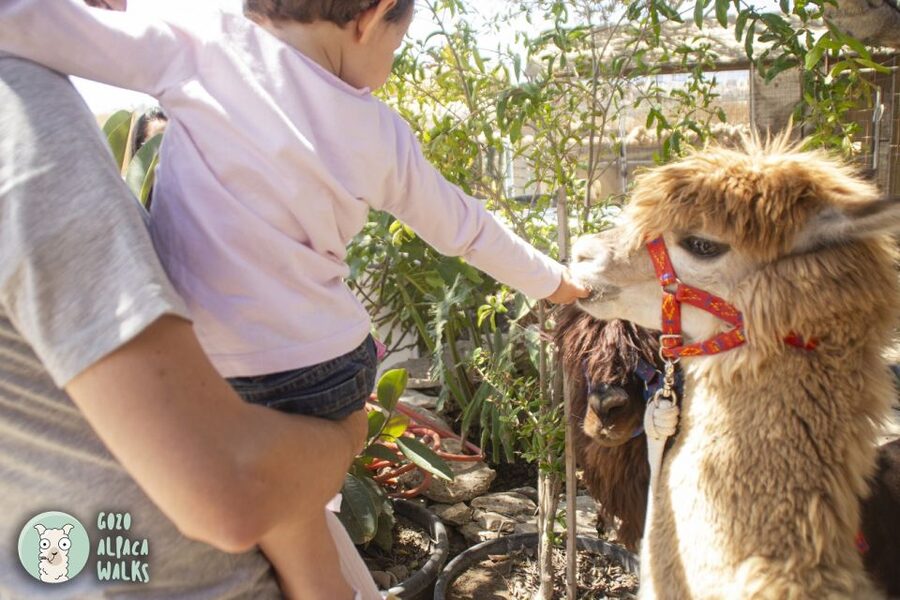 Gozo Alpaca Walks : with feeding and farm visit - Should you book Gozo Alpaca Walks?