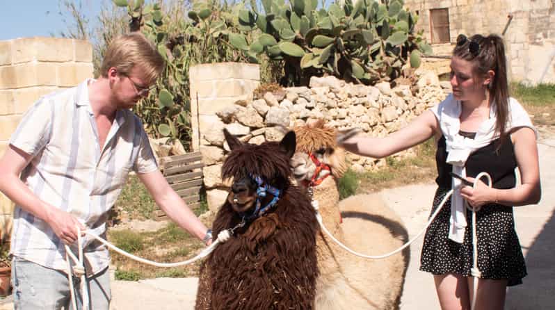 Gozo Alpaca Walks : with feeding and farm visit - Meeting the alpacas at Razzett Alpaca