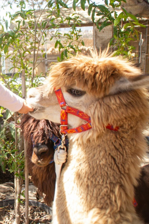 Gozo Alpaca Walks : with feeding and farm visit - Feeding time brings you back to the farm