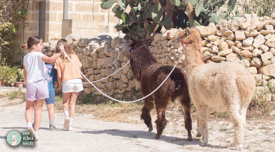 Gozo Alpaca Walks : with feeding and farm visit - The other animals make the visit feel personal
