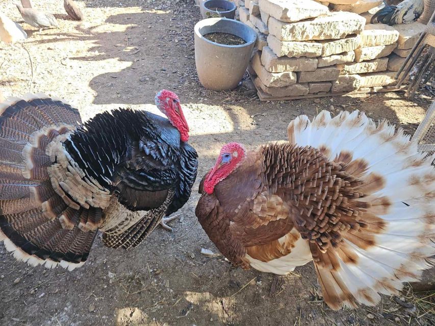 Gozo Alpaca Walks : with feeding and farm visit - Is $71 a fair price?