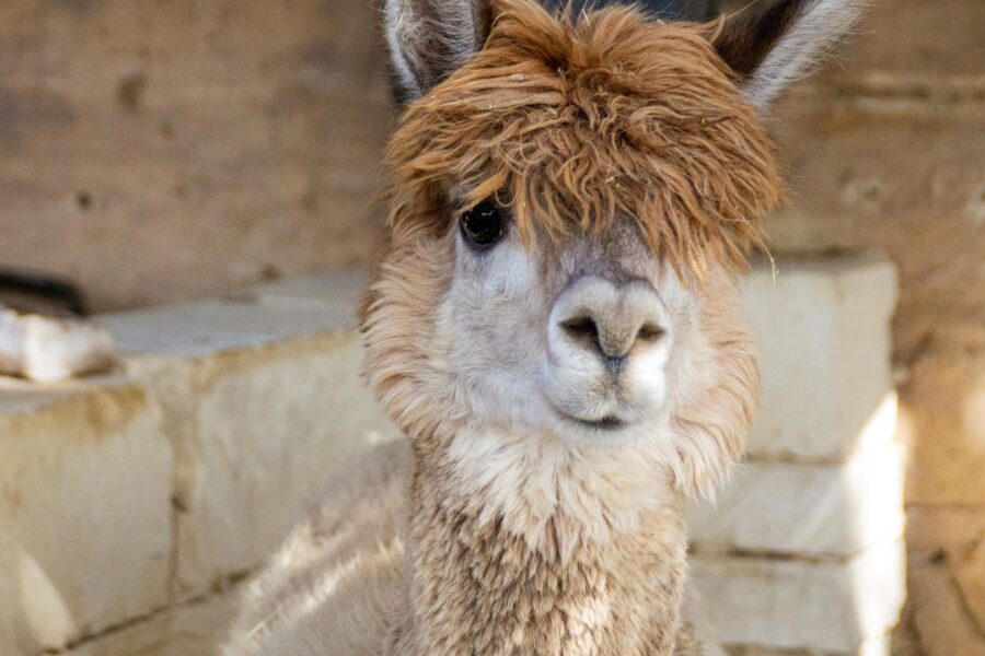Gozo Alpaca Walks : with feeding and farm visit - Who will enjoy this farm visit most?