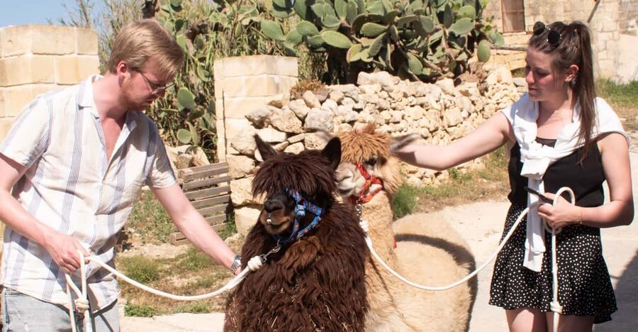 Gozo Alpaca Walks : with feeding and farm visit - A gentle 30 to 45 minute walk through the countryside