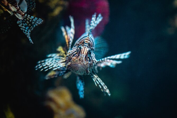 Malta National Aquarium Entrance Ticket - What makes it a good family stop