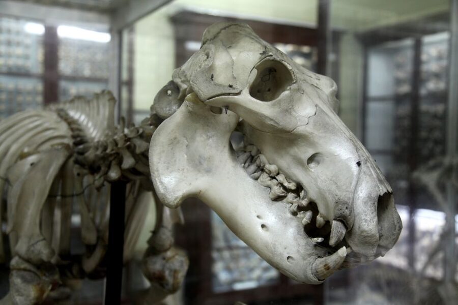 Prehistoric Temples and Highlights of the South