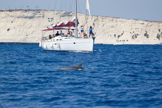 Private Marine Life Spotting - Dolphin watching EcoMarine Malta - Key points to know before booking