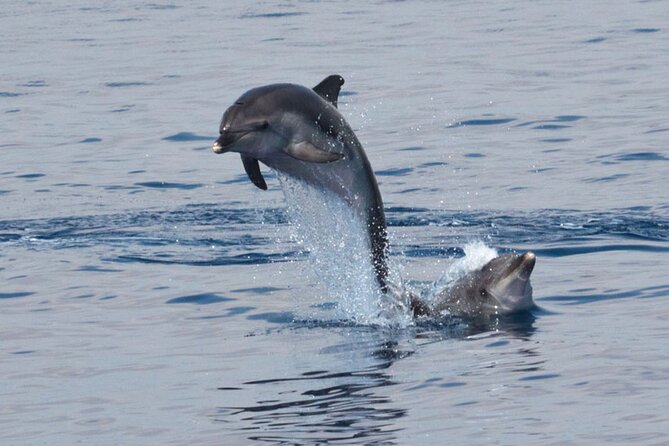 Private Marine Life Spotting - Dolphin watching EcoMarine Malta - What this Maltese boat day is really about