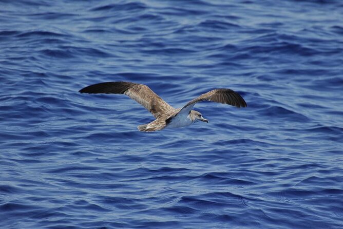 Private Marine Life Spotting - Dolphin watching EcoMarine Malta - Is $1,898.93 per person good value?