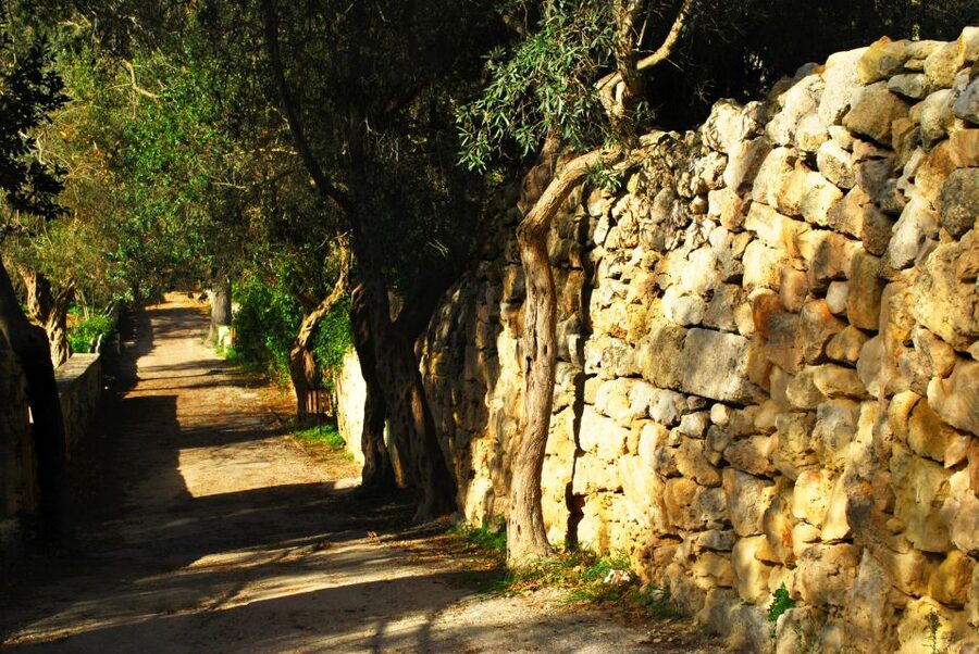 Scenic Tour by Vintage Bus to Buskett Garden & Dingli Cliffs - Buskett Gardens in Wied il-Luq