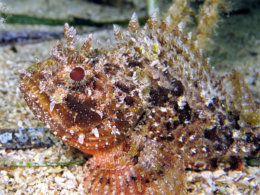 SSI Try Scuba Diving in the sea - Key points at a glance