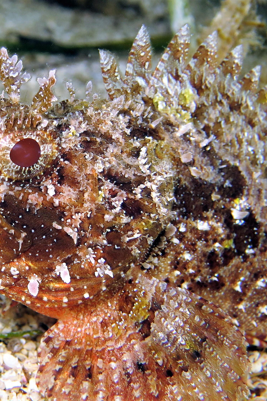 SSI Try Scuba Diving in the sea - Why the small group changes the experience