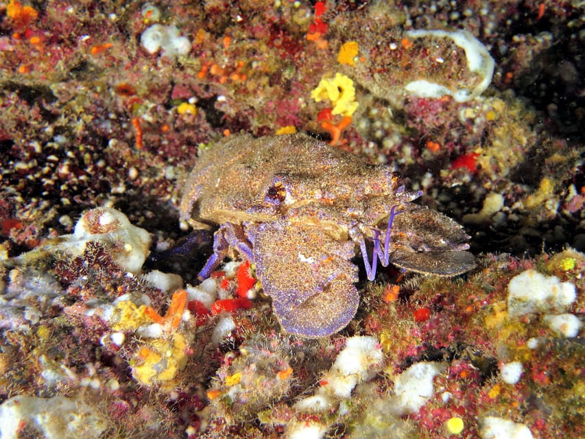 SSI Try Scuba Diving in the sea - Timing, flights, and practical planning