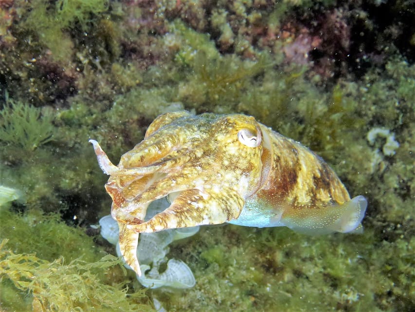 SSI Try Scuba Diving in the sea - Is $58 good value?