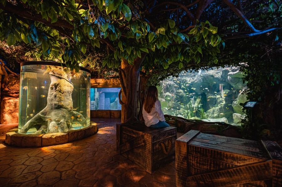 St Paul's Bay: Malta National Aquarium Entry Ticket - Inside Malta’s starfish-shaped aquarium