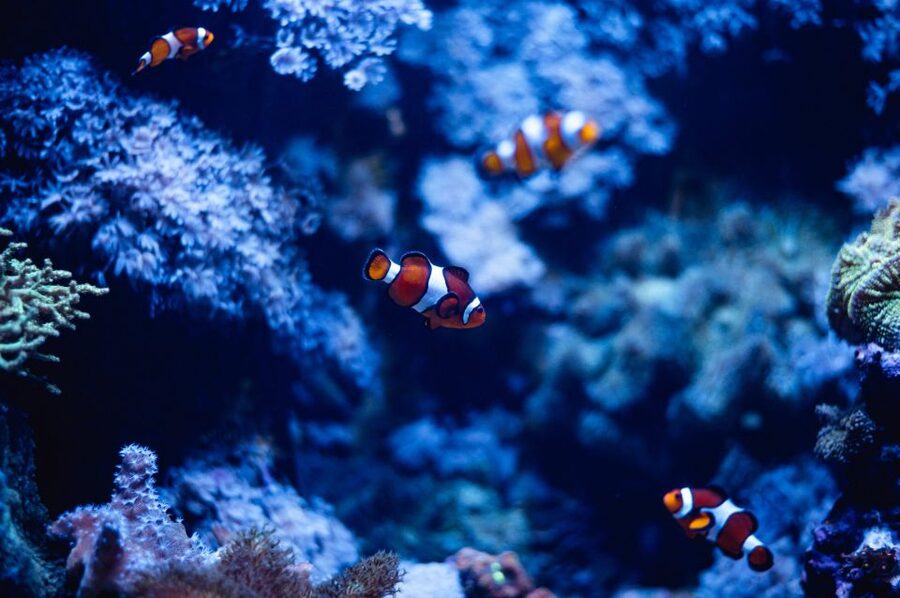 St Paul's Bay: Malta National Aquarium Entry Ticket - Mediterranean habitats and Malta’s local setting
