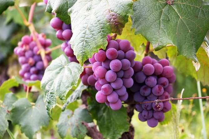 The Taste of Malta Artisan Wine Pairing - Key points at a glance