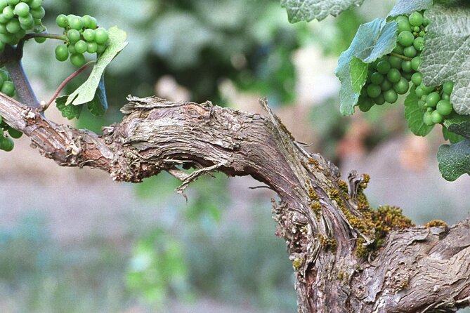 The Taste of Malta Artisan Wine Pairing - Meeting in St. Paul’s Bay