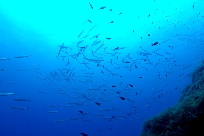 Two Morning Dives in Gozo for Certified Diver - Second session: more time in the same coastal area